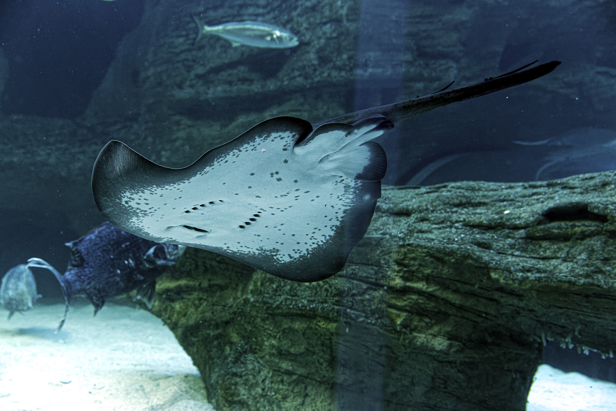 CapeTown-Aquarium-C-14-1.jpg