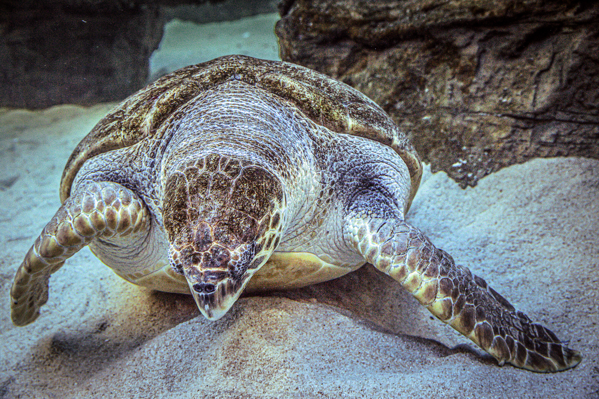 CapeTown-Aquarium-C-17-1.jpg