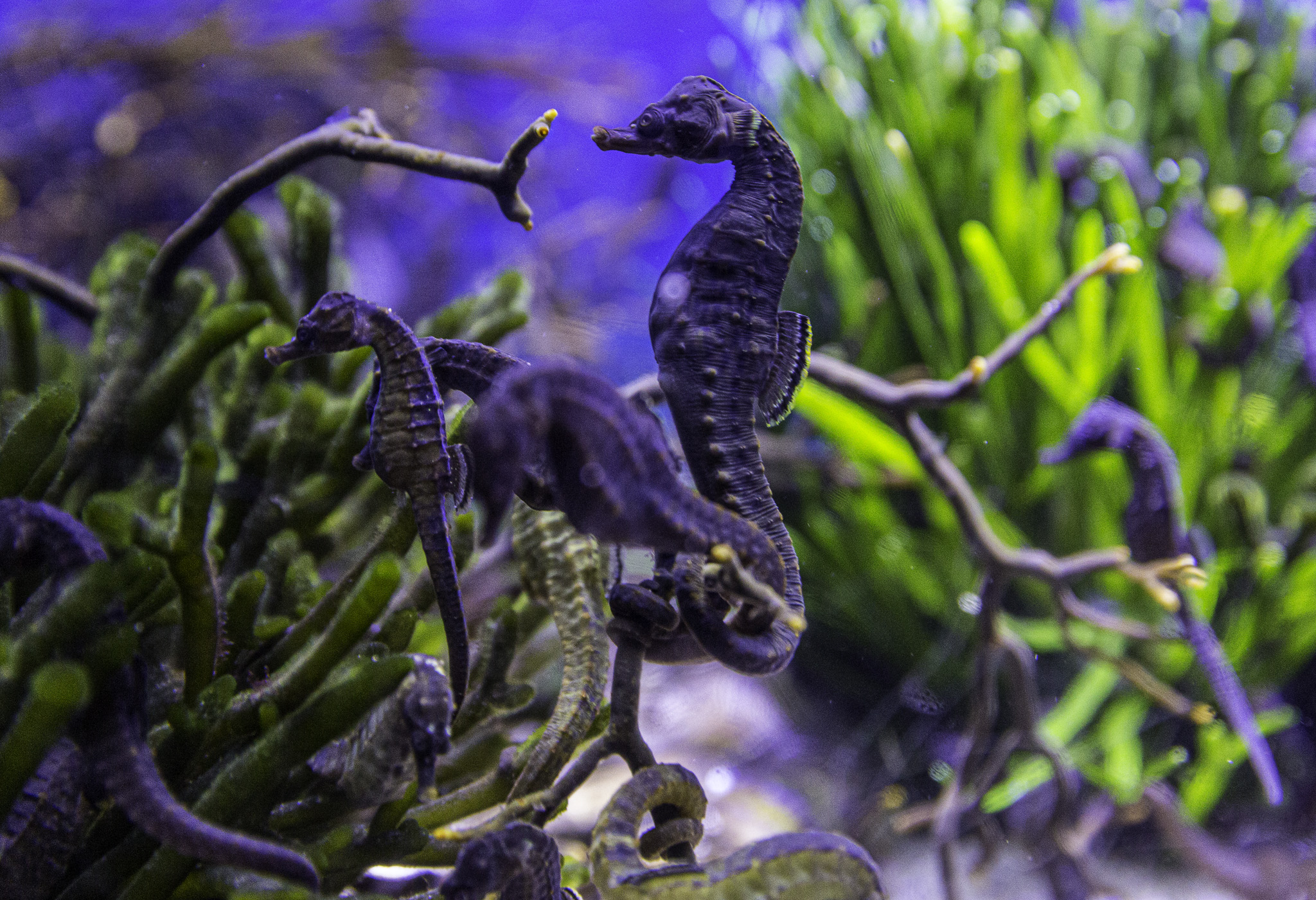 CapeTown-Aquarium-C-18.jpg