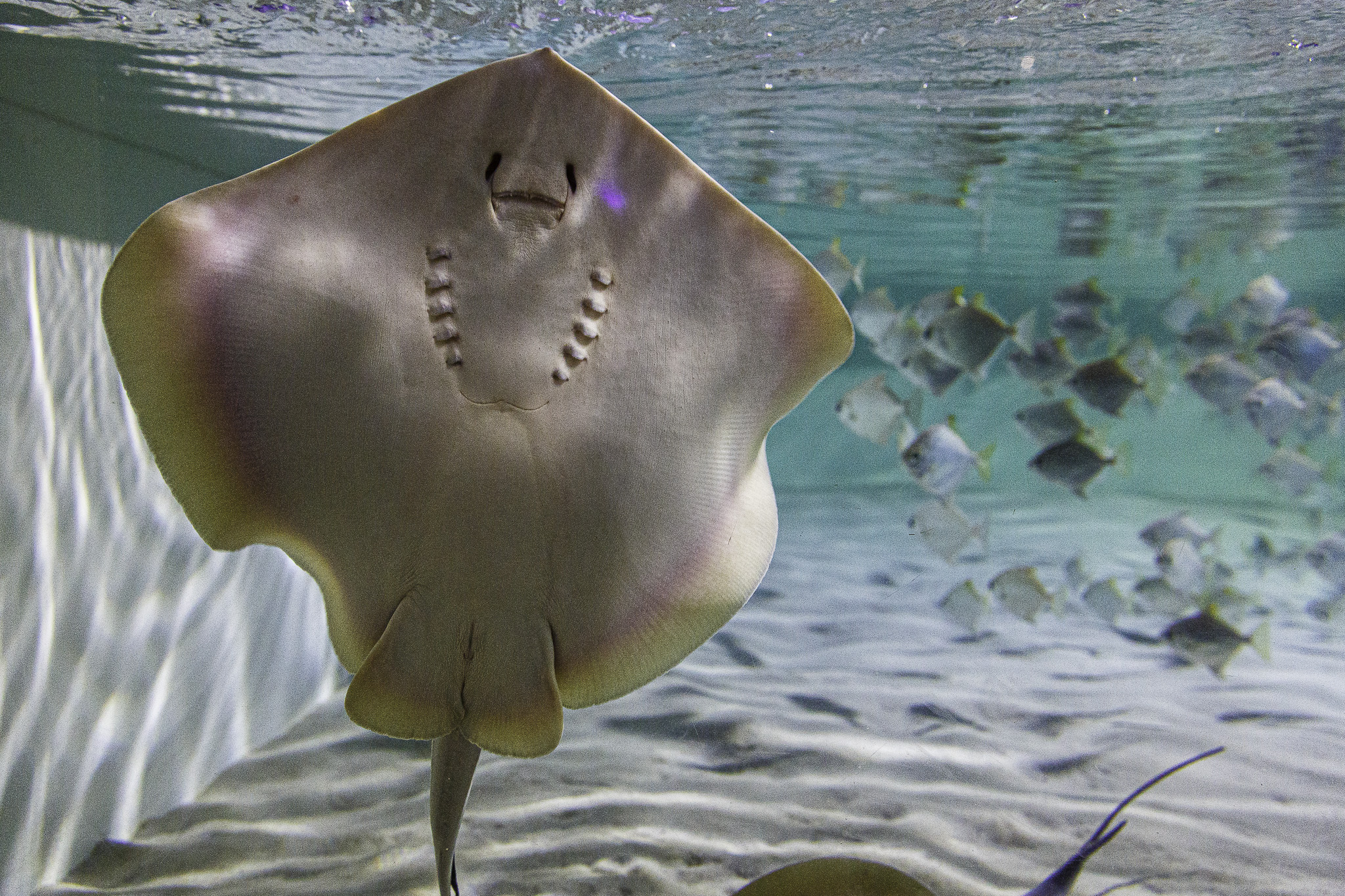 CapeTown-Aquarium-C-25.jpg