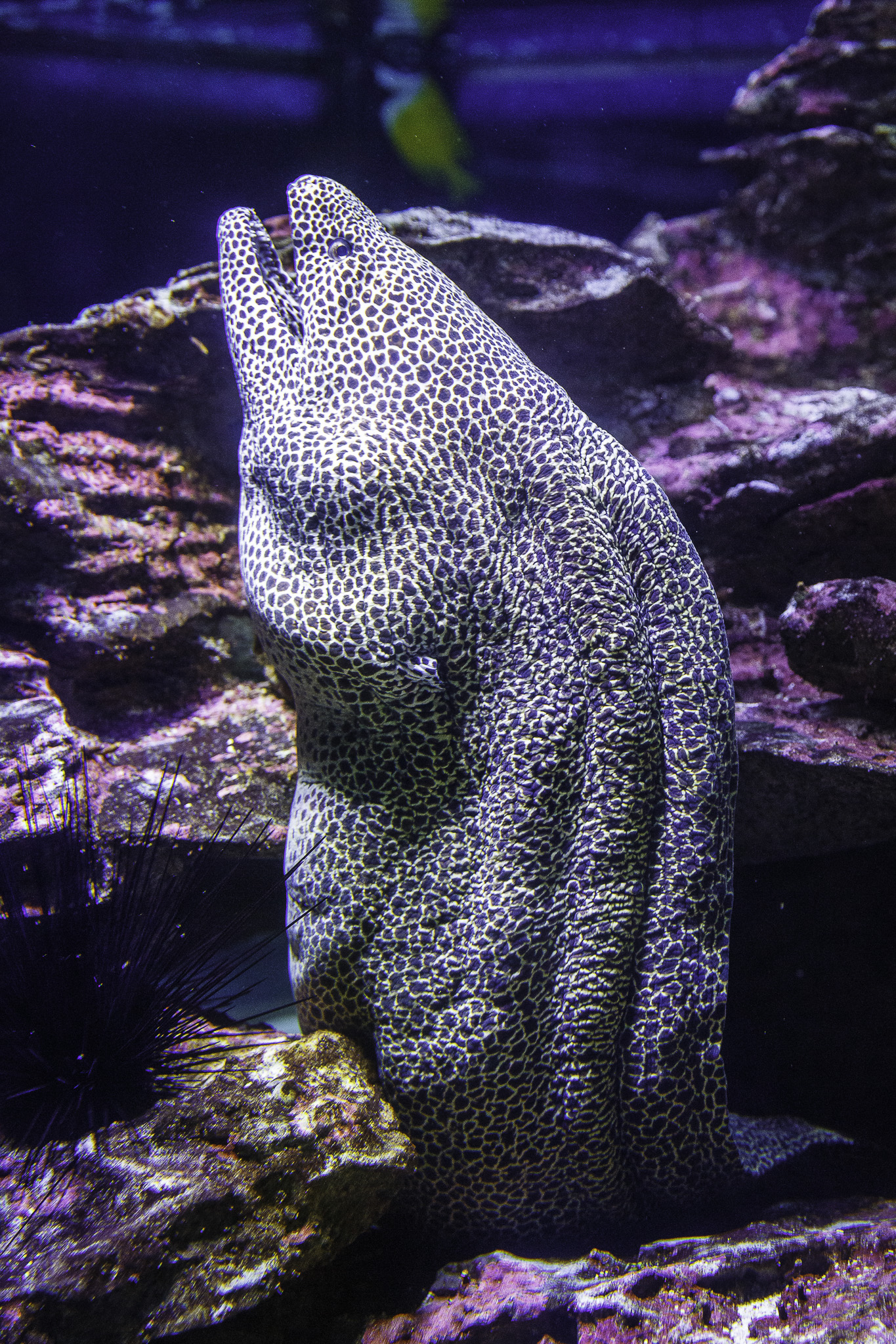 CapeTown-Aquarium-C-30.jpg