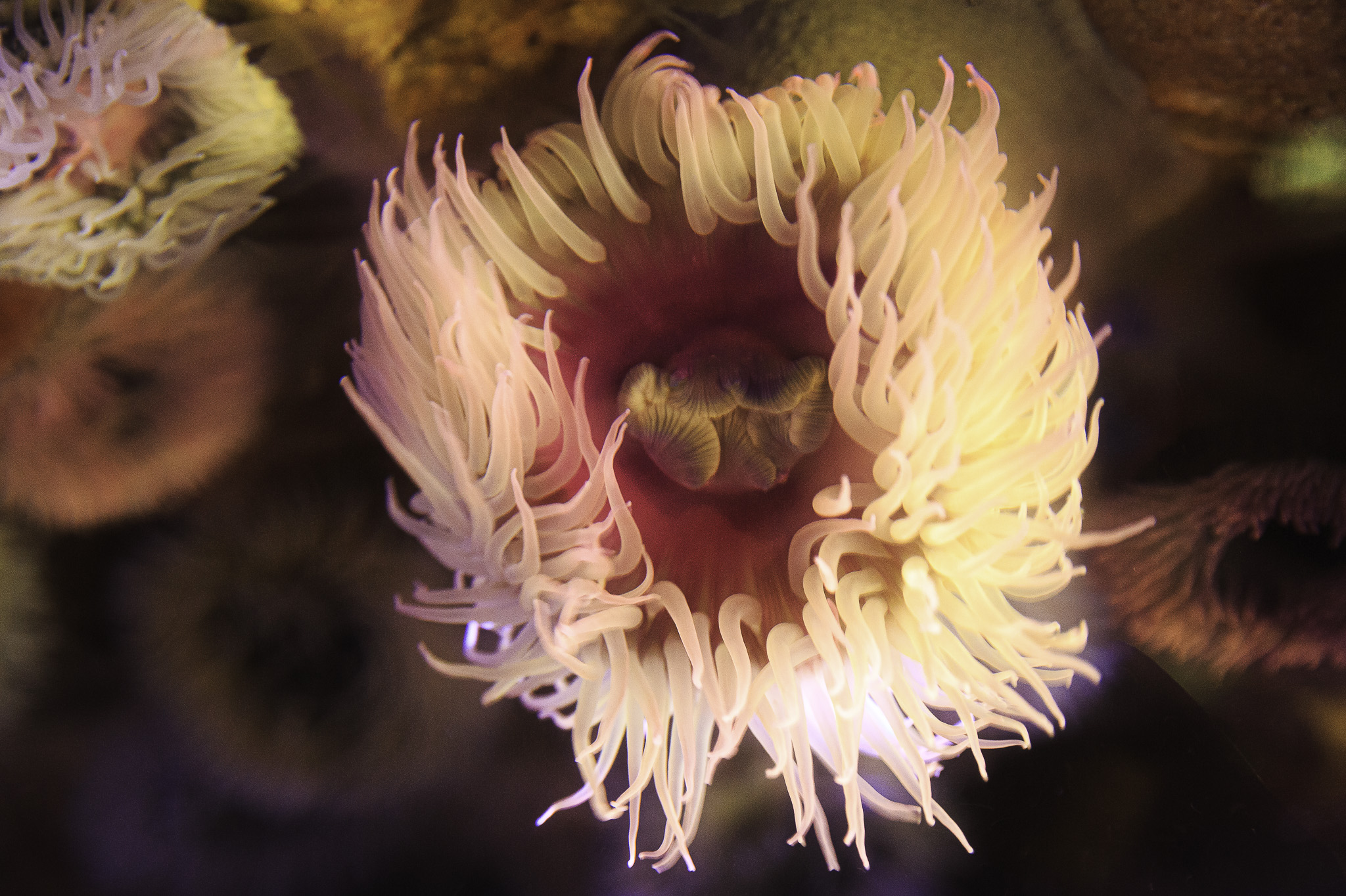 CapeTown-Aquarium-C-6.jpg