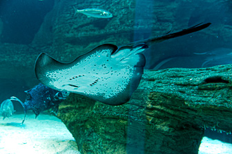 CapeTown-Aquarium-C-14-1.jpg