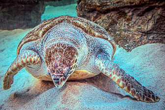 Cape Town Aquarium Cape Town Aquarium