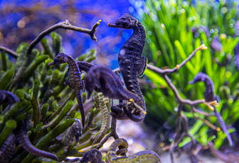 CapeTown-Aquarium-C-18.jpg