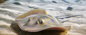 CapeTown-Aquarium-C-26.jpg