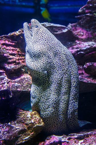 CapeTown-Aquarium-C-30.jpg