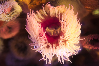 CapeTown-Aquarium-C-6.jpg