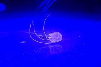CapeTown-Aquarium-C-7.jpg