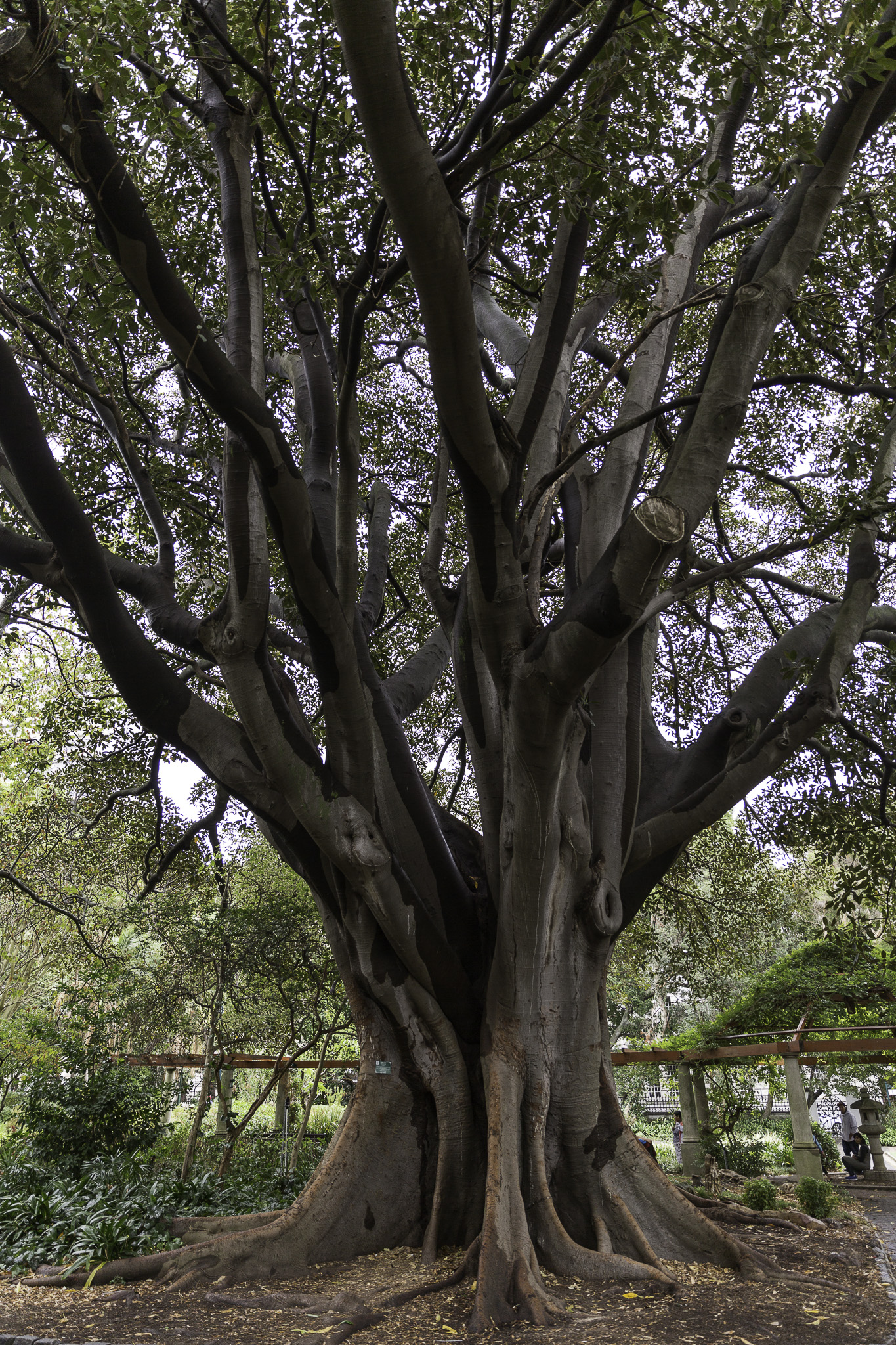 CapeTown-Cie-Garden-C-13.jpg