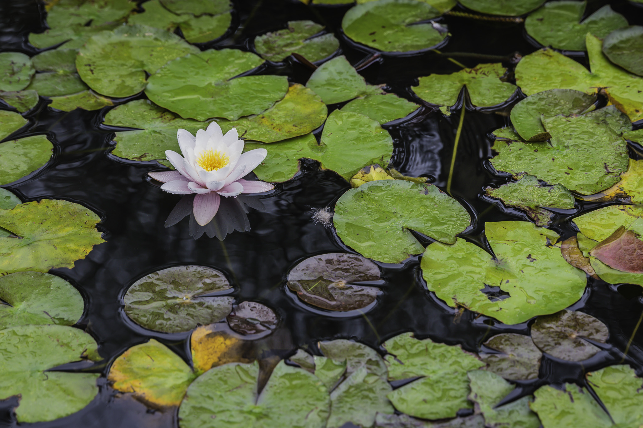 CapeTown-Cie-Garden-C-28.jpg