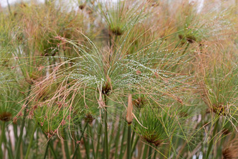 Cape Town Cie Garden