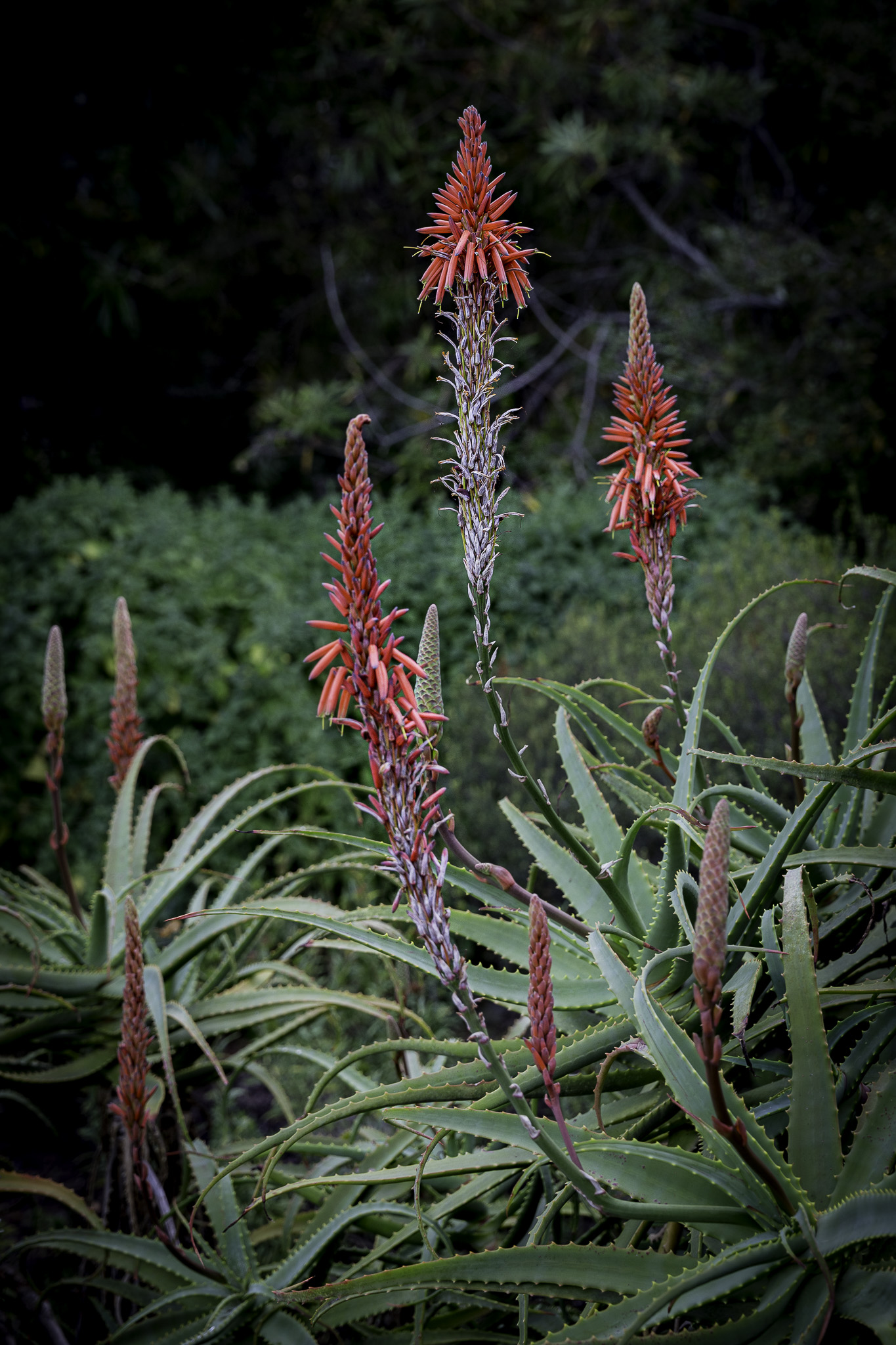 CapeTown-Kirstenbosch-C-13.jpg