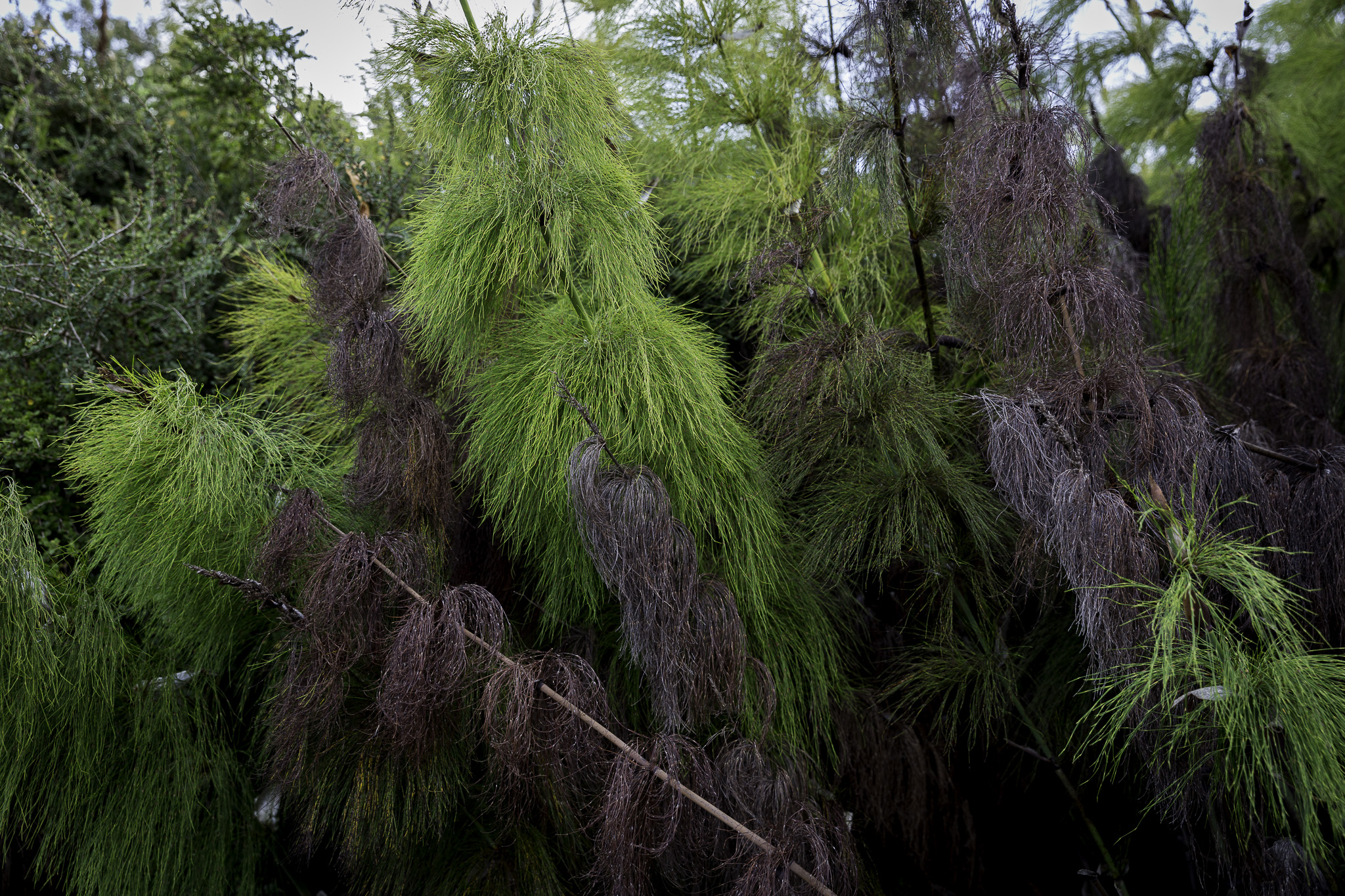 CapeTown-Kirstenbosch-C-14.jpg