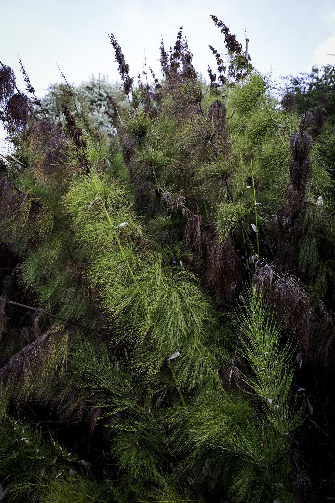 CapeTown-Kirstenbosch-C-15.jpg
