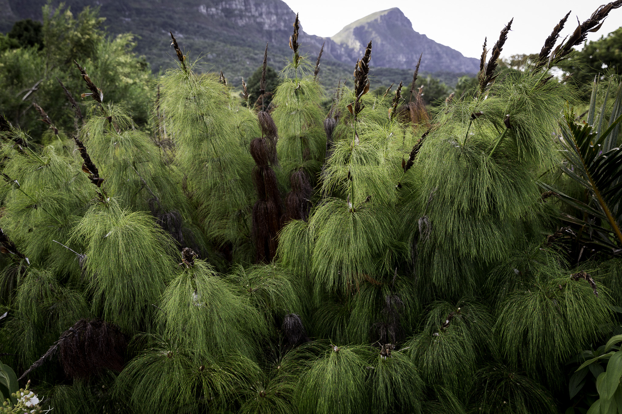 CapeTown-Kirstenbosch-C-17.jpg