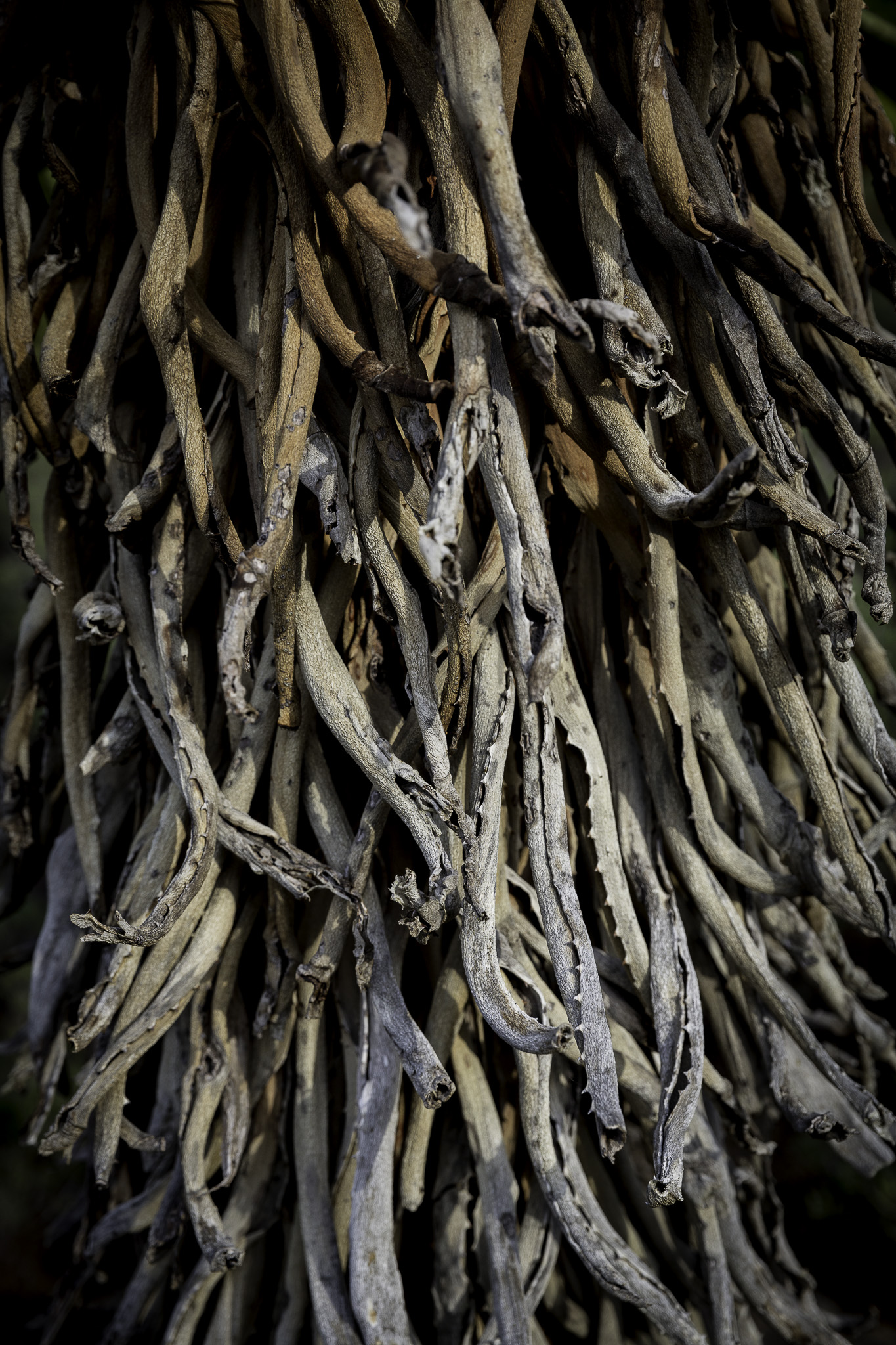 CapeTown-Kirstenbosch-C-19.jpg