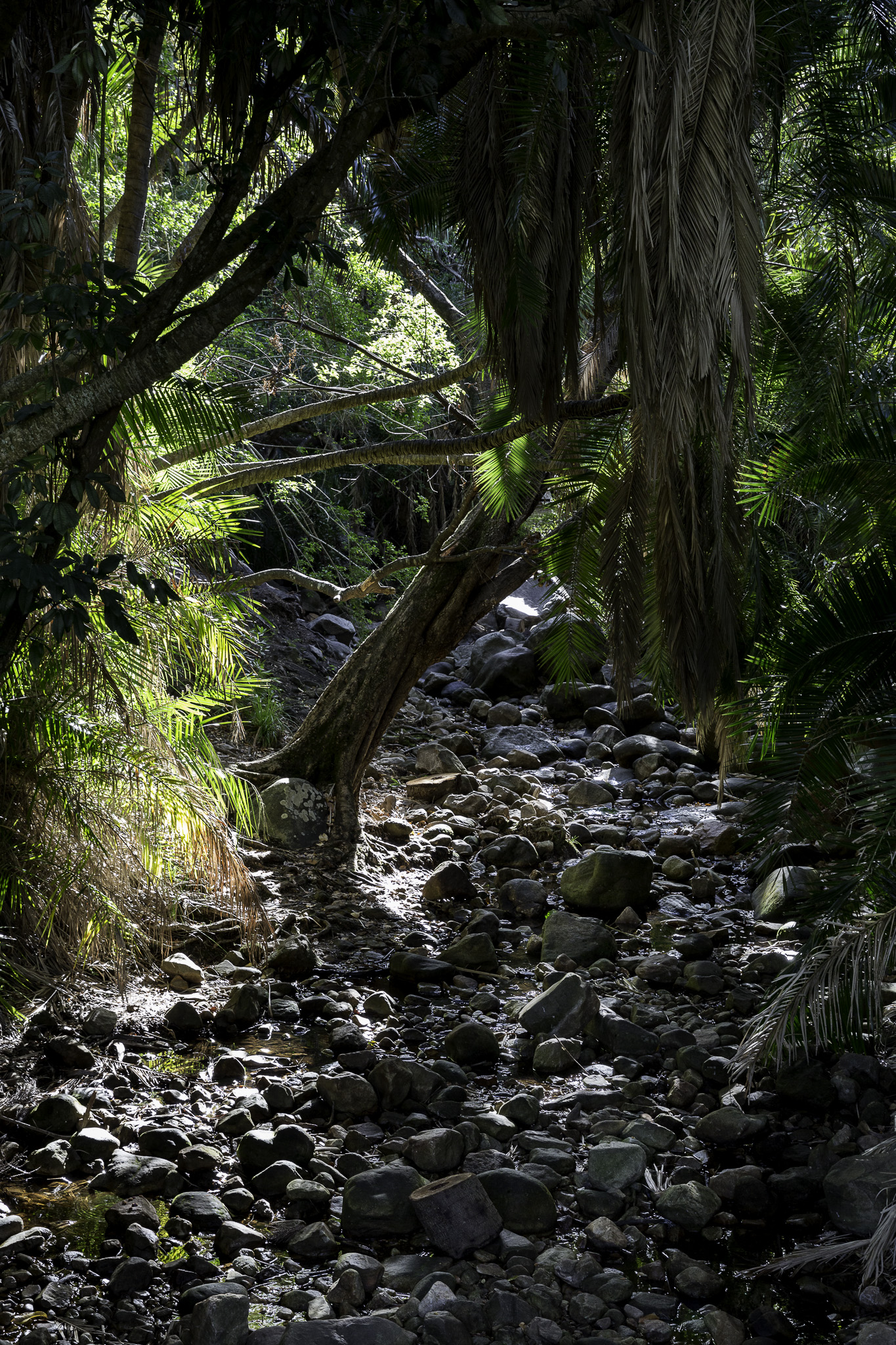 CapeTown-Kirstenbosch-C-3.jpg