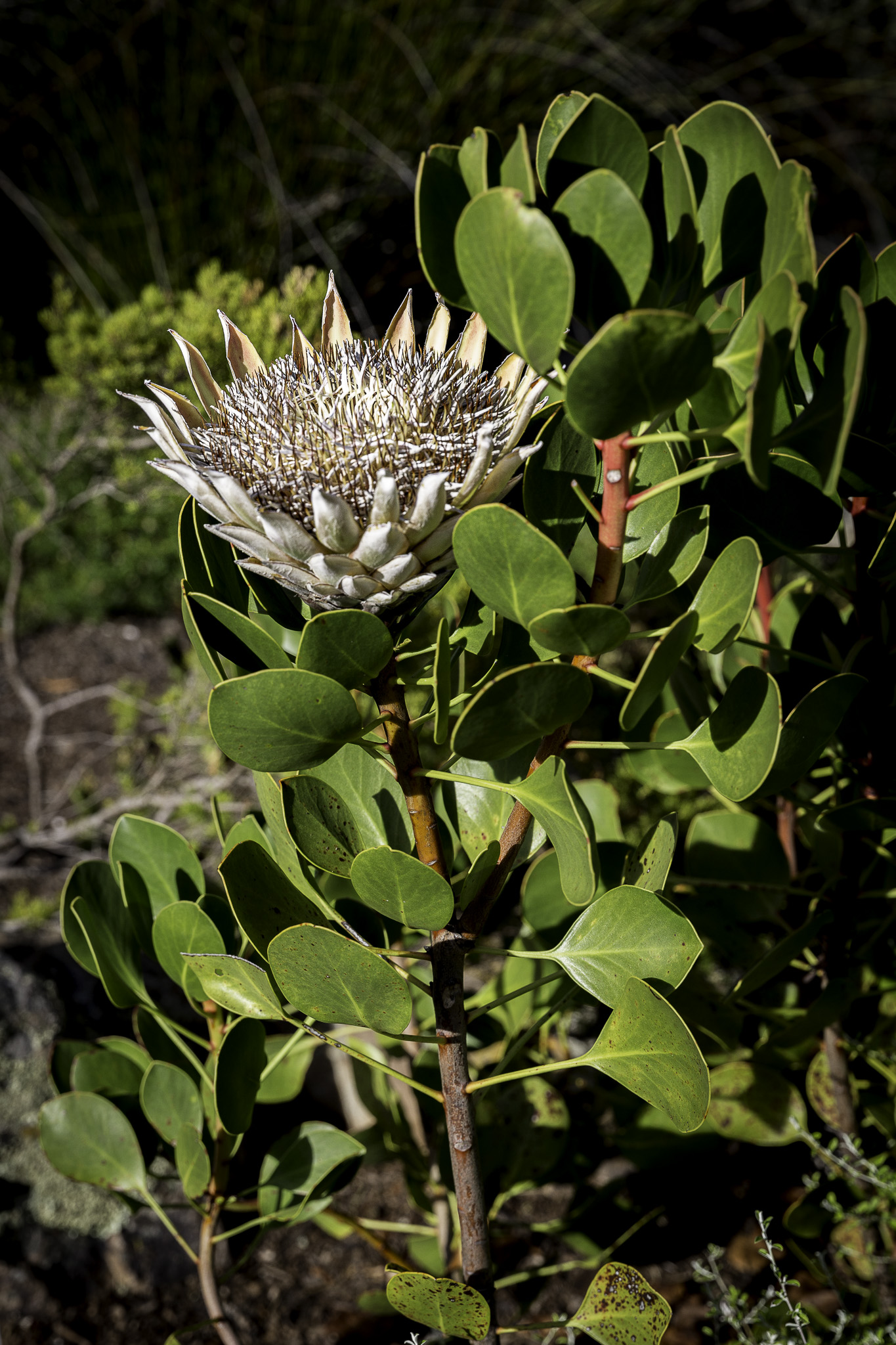 CapeTown-Kirstenbosch-C-4.jpg