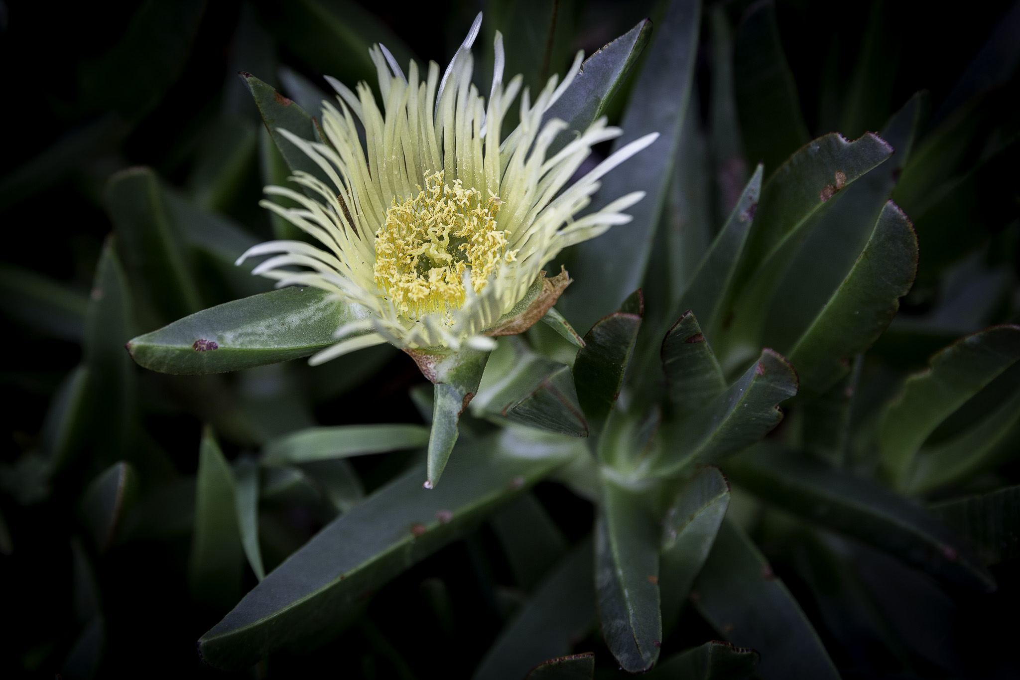 CapeTown-Kirstenbosch-C-8.jpg