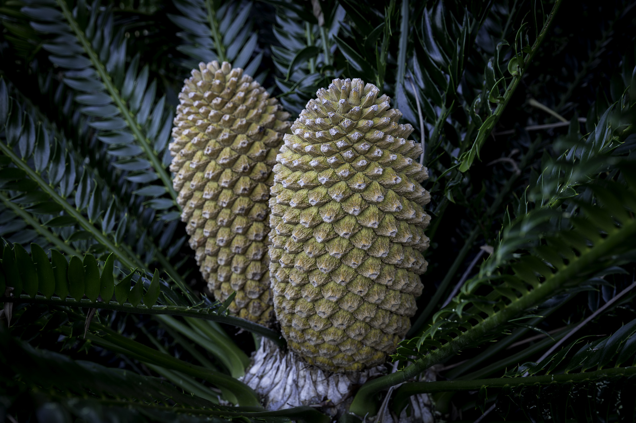 CapeTown-Kirstenbosch-C-9.jpg