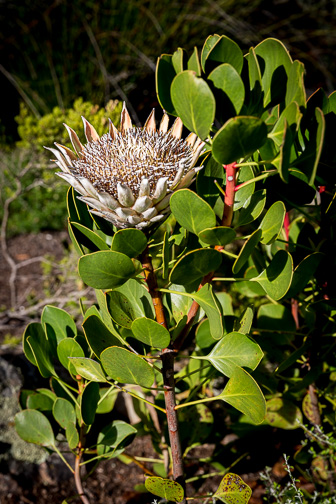 CapeTown-Kirstenbosch-C-4.jpg