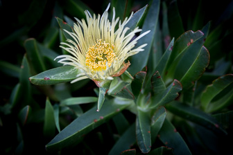 Cape Town Kirstenbosch National Garden