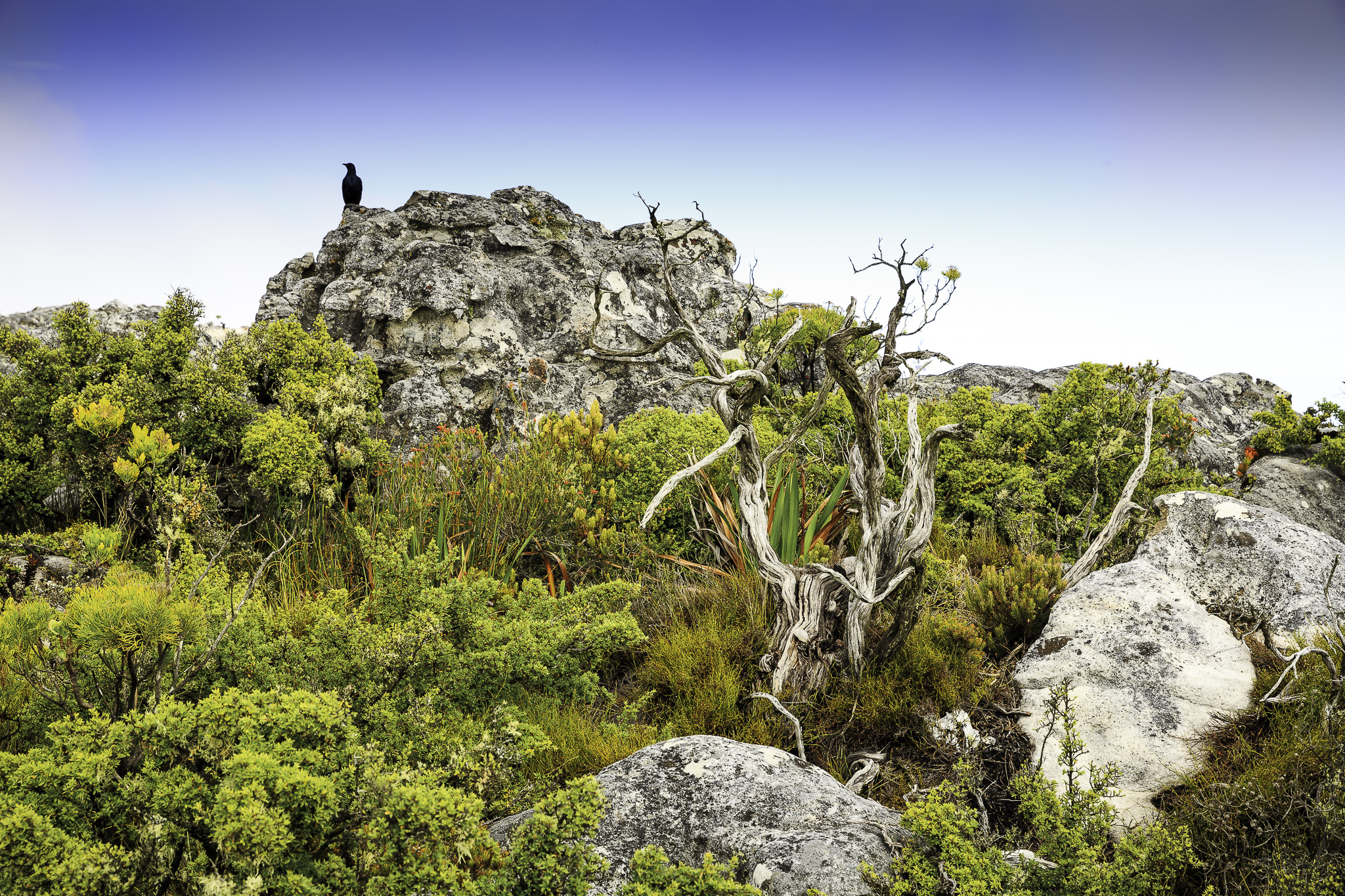 CapeTown-Table-Mountain-C-15.jpg