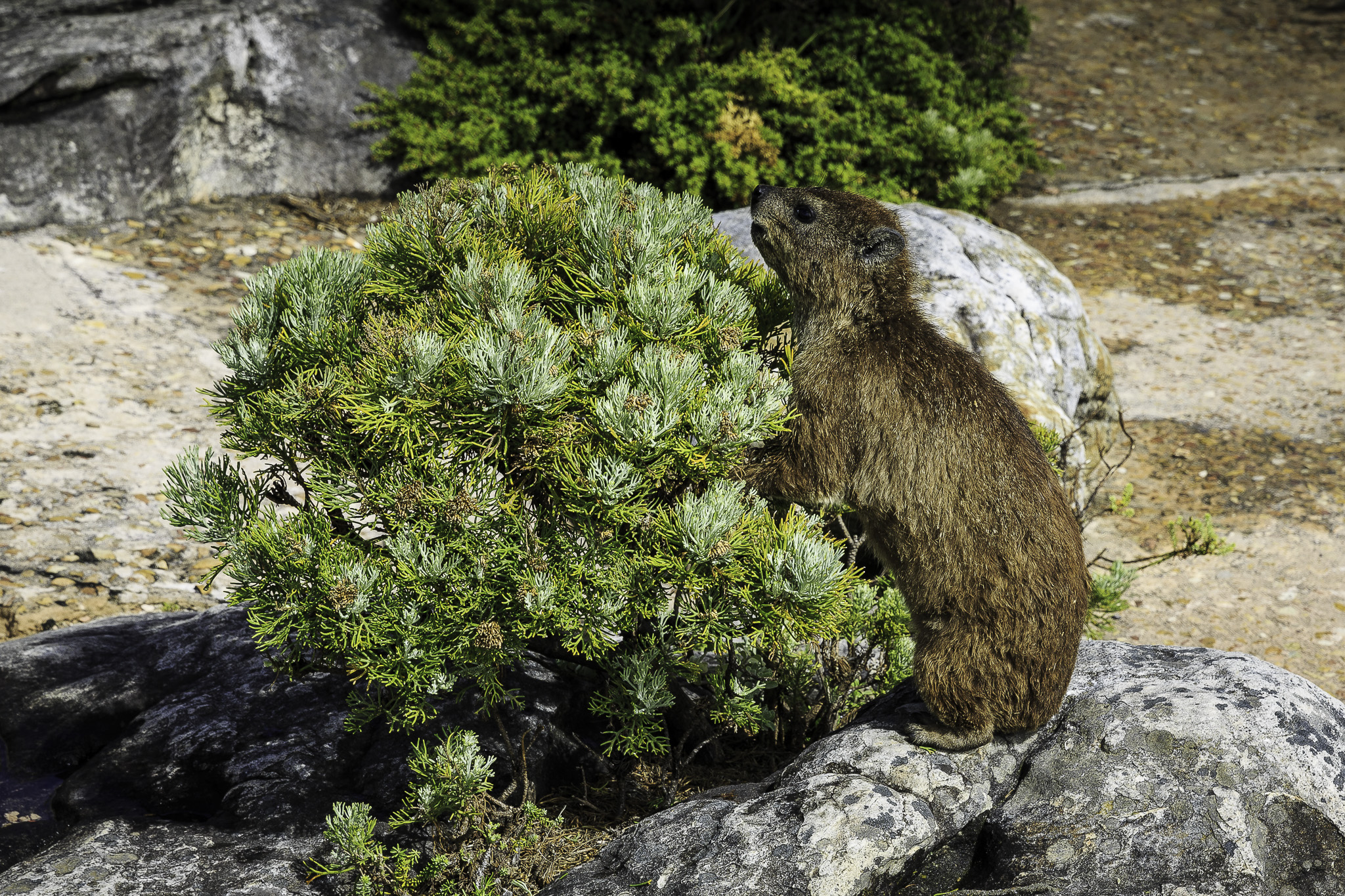 CapeTown-Table-Mountain-C-44.jpg