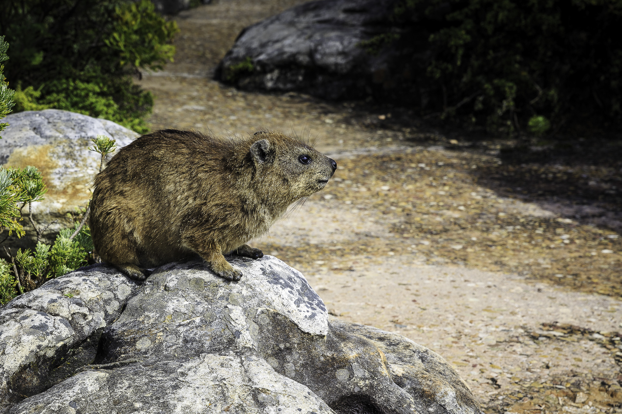 CapeTown-Table-Mountain-C-45.jpg