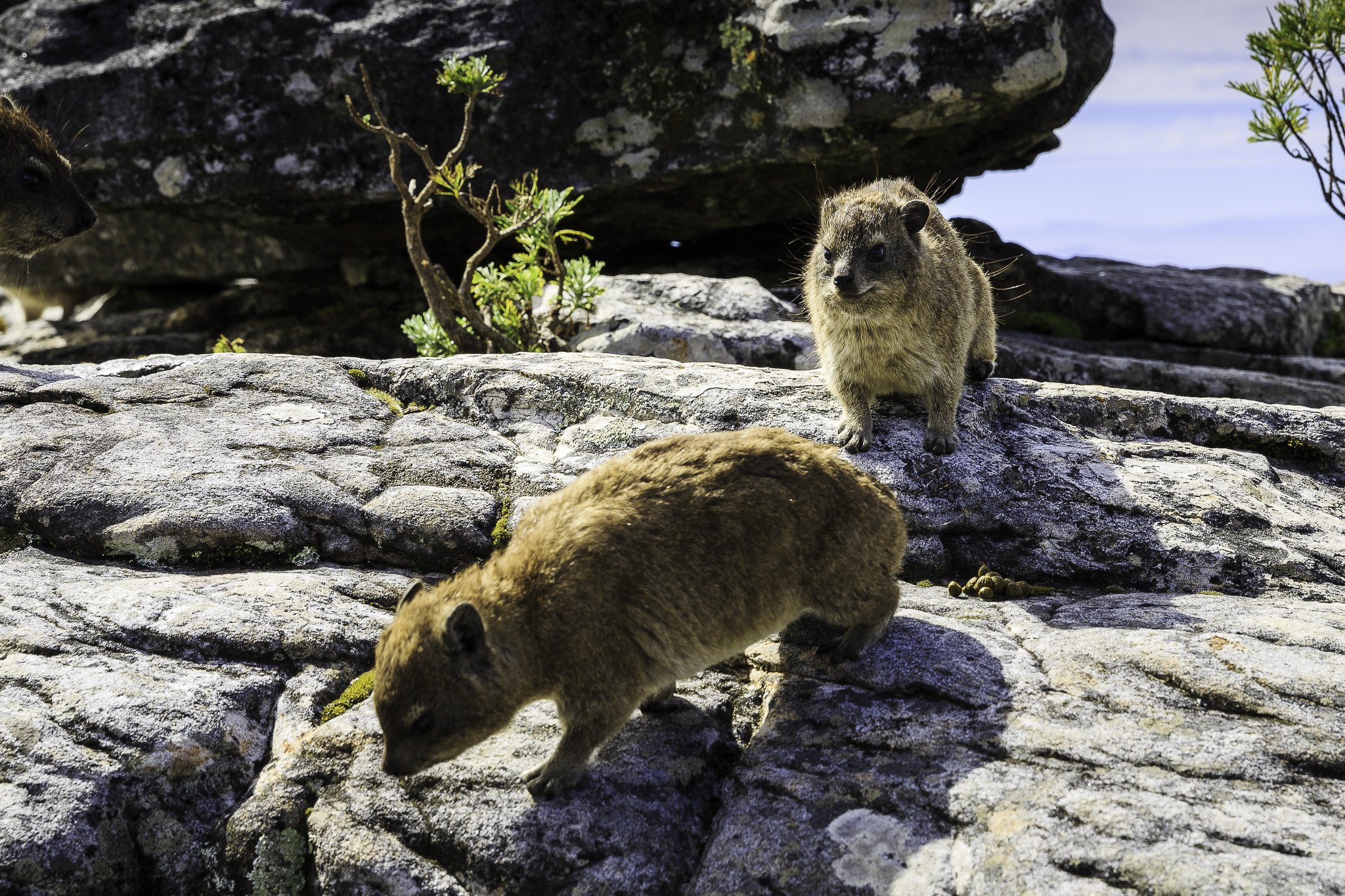 CapeTown-Table-Mountain-C-48.jpg
