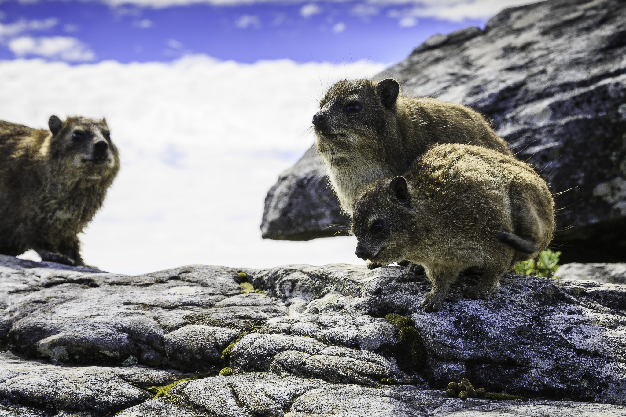 CapeTown-Table-Mountain-C-52.jpg