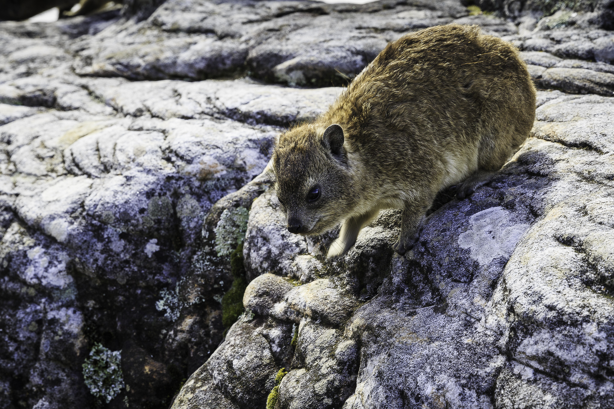 CapeTown-Table-Mountain-C-53.jpg