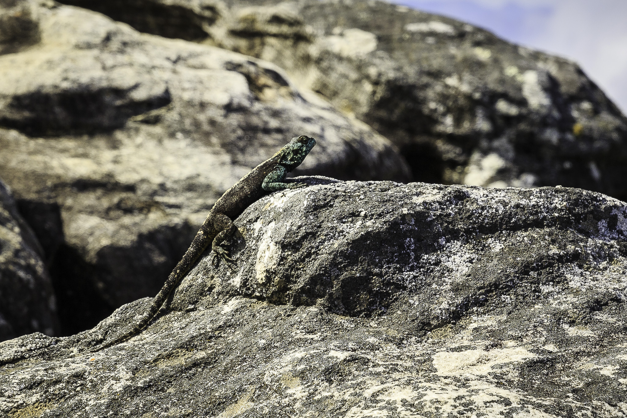 CapeTown-Table-Mountain-C-57.jpg
