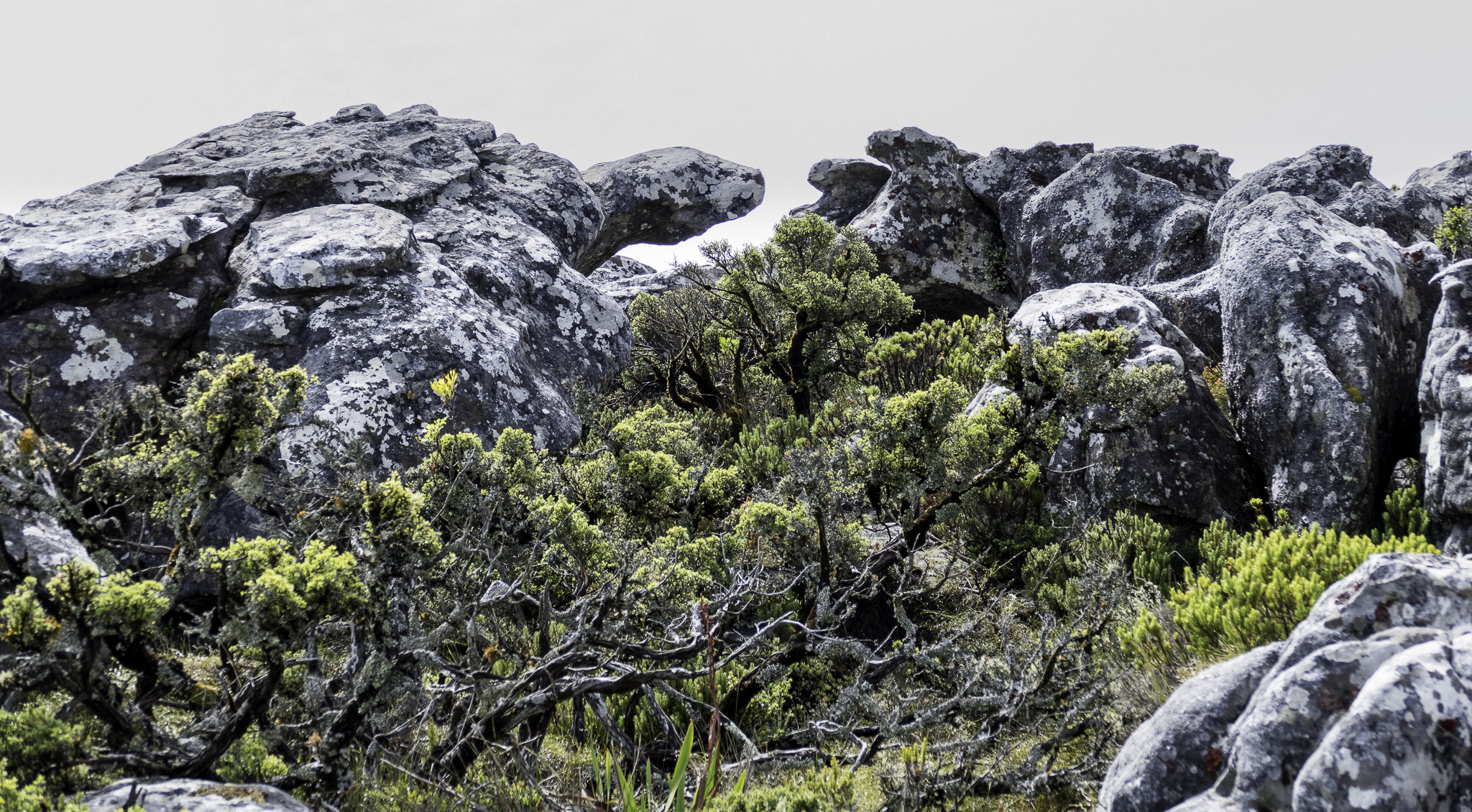 CapeTown-Table-Mountain-L-10.jpg