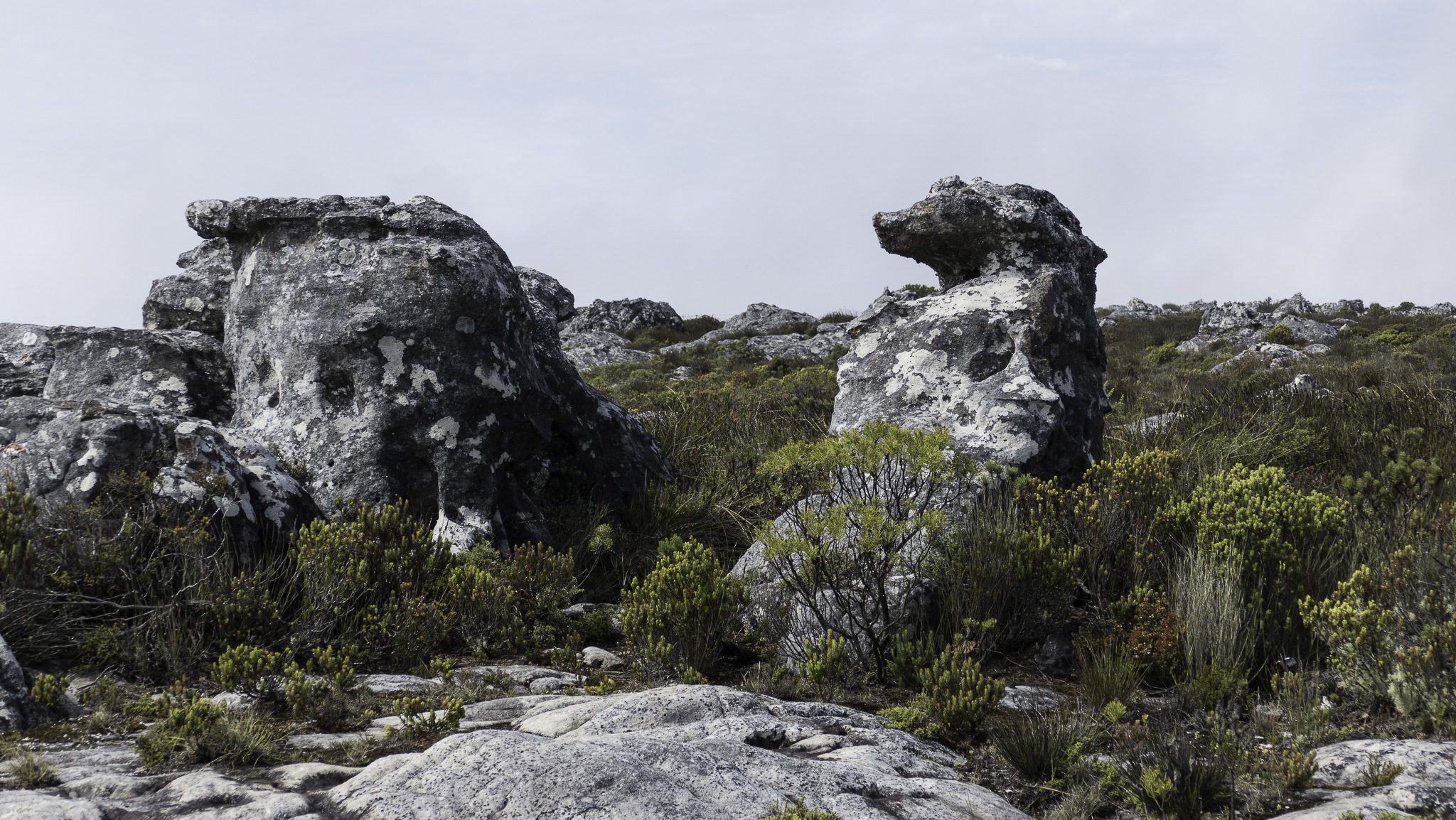 CapeTown-Table-Mountain-L-11.jpg