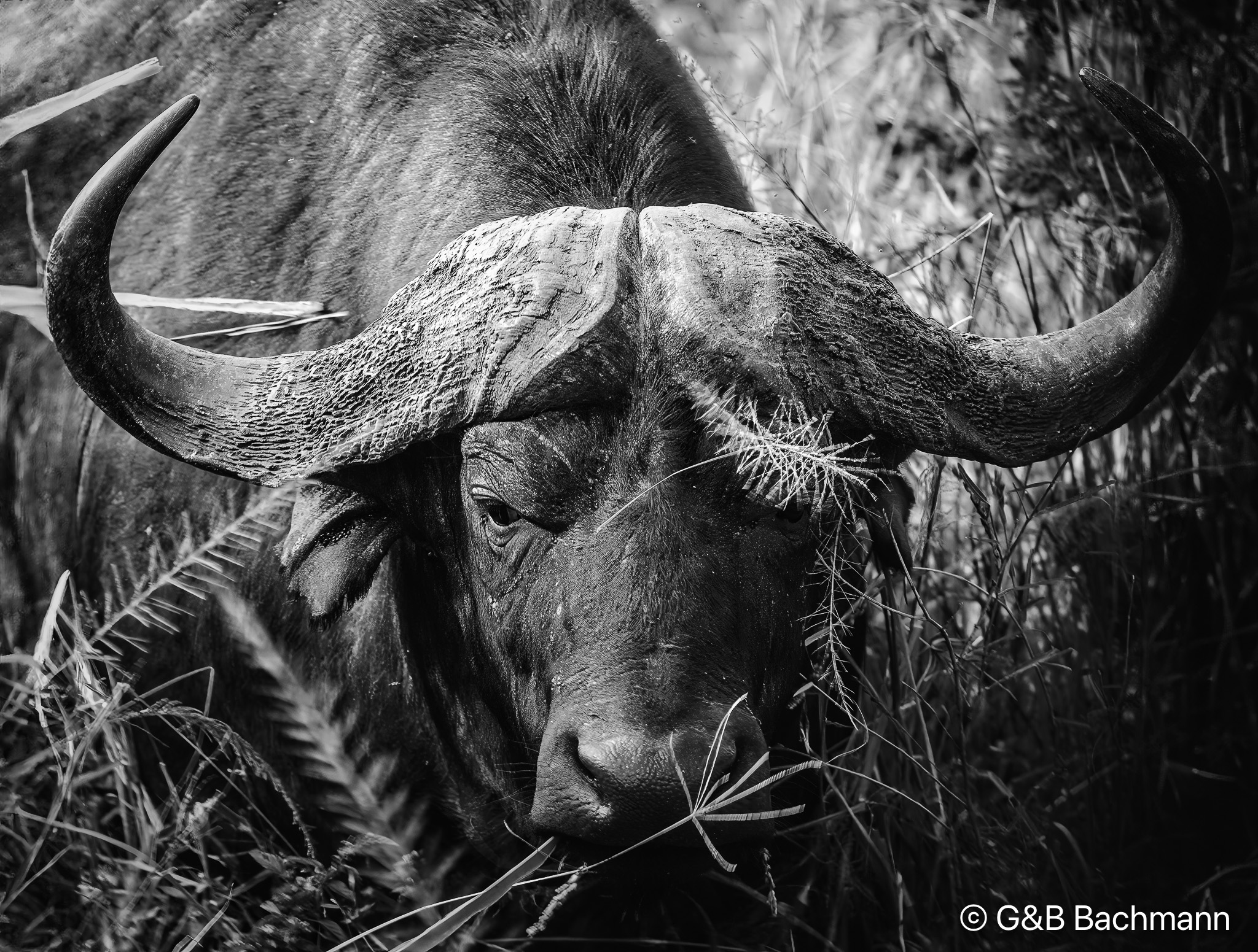 Hluhluwe-C-123_v2.jpg