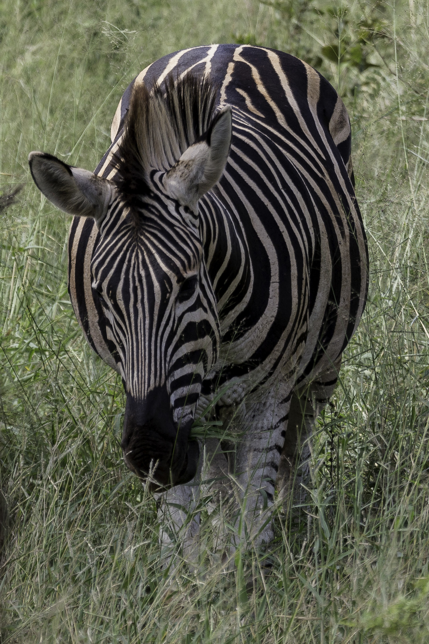 Hluhluwe-C-156.jpg