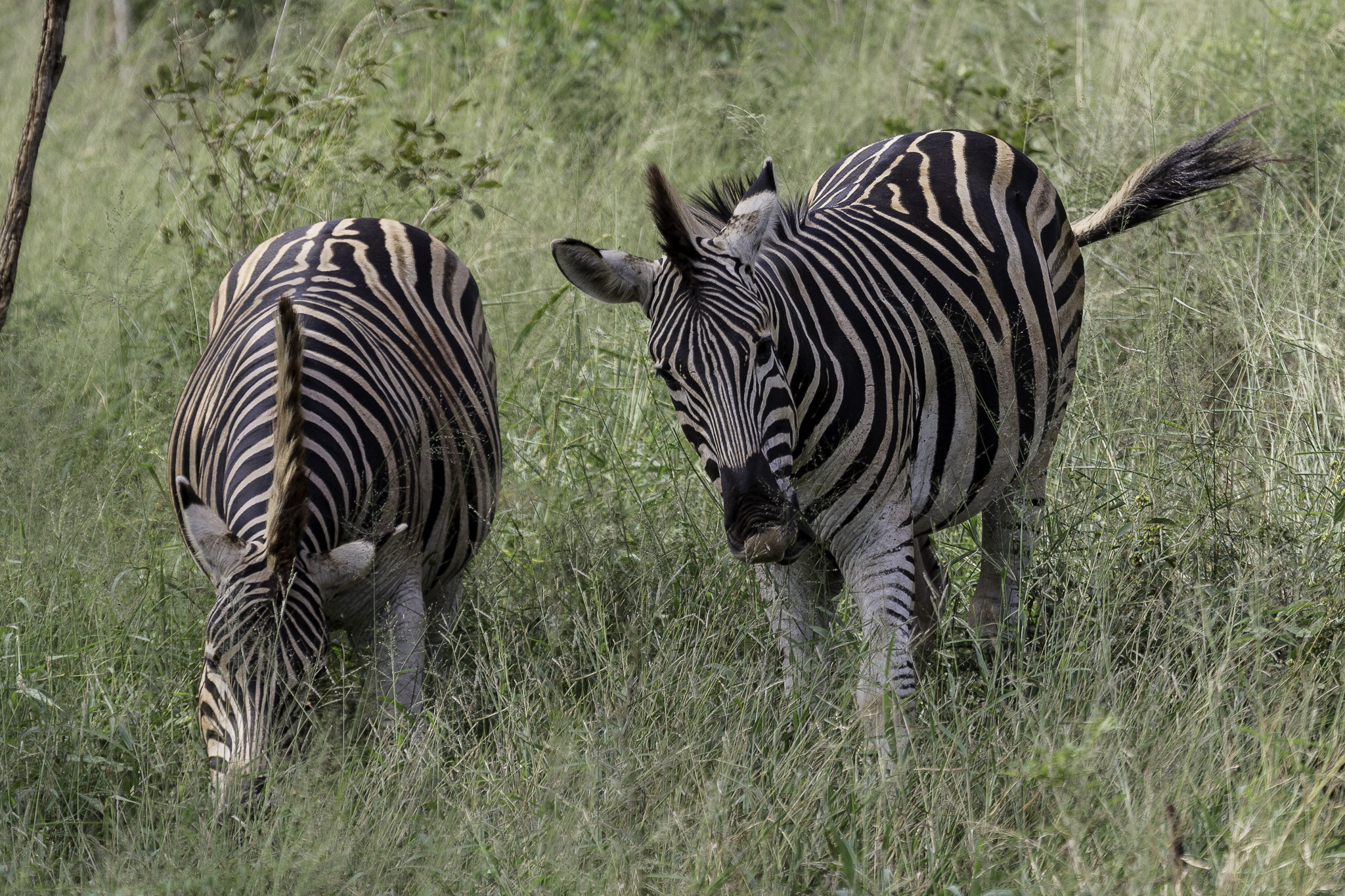Hluhluwe-C-158-Edit.jpg
