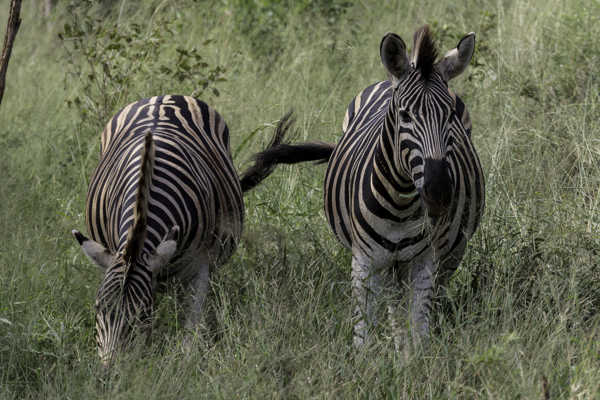 Hluhluwe-C-159-Edit.jpg