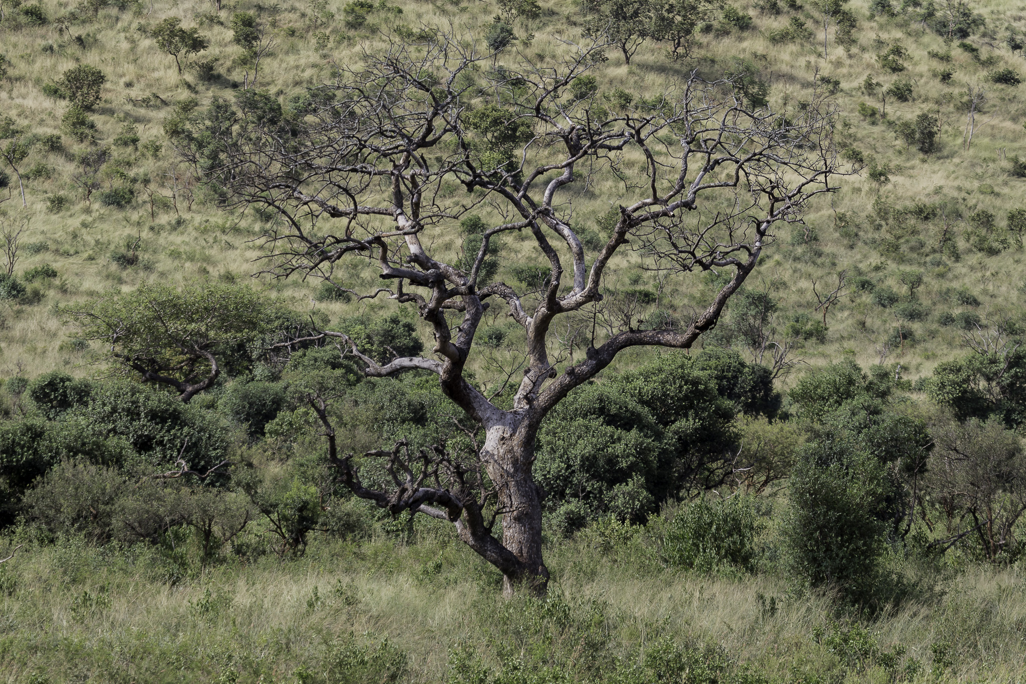 Hluhluwe-C-163.jpg