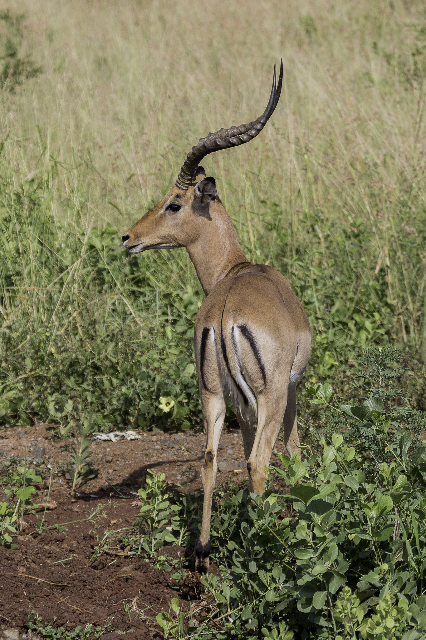 Hluhluwe-C-165.jpg