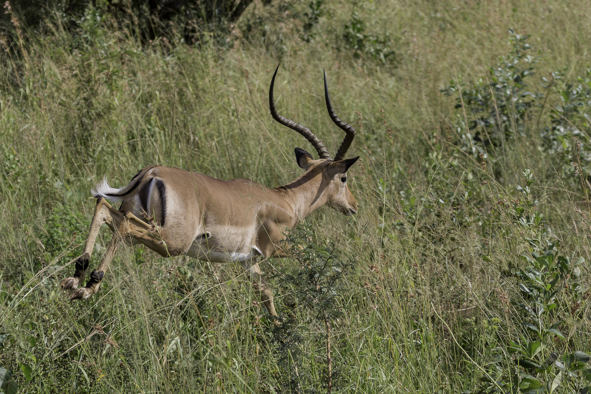 Hluhluwe-C-167.jpg