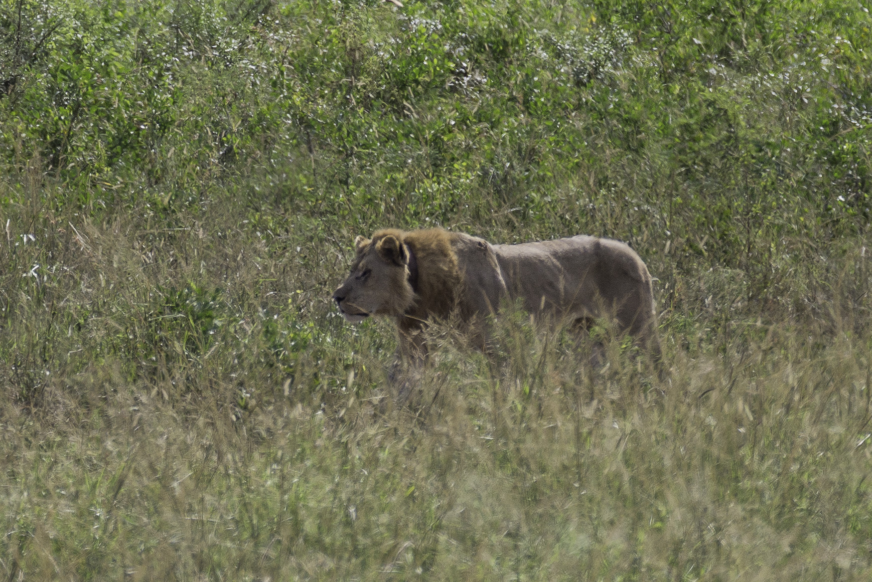 Hluhluwe-C-180.jpg