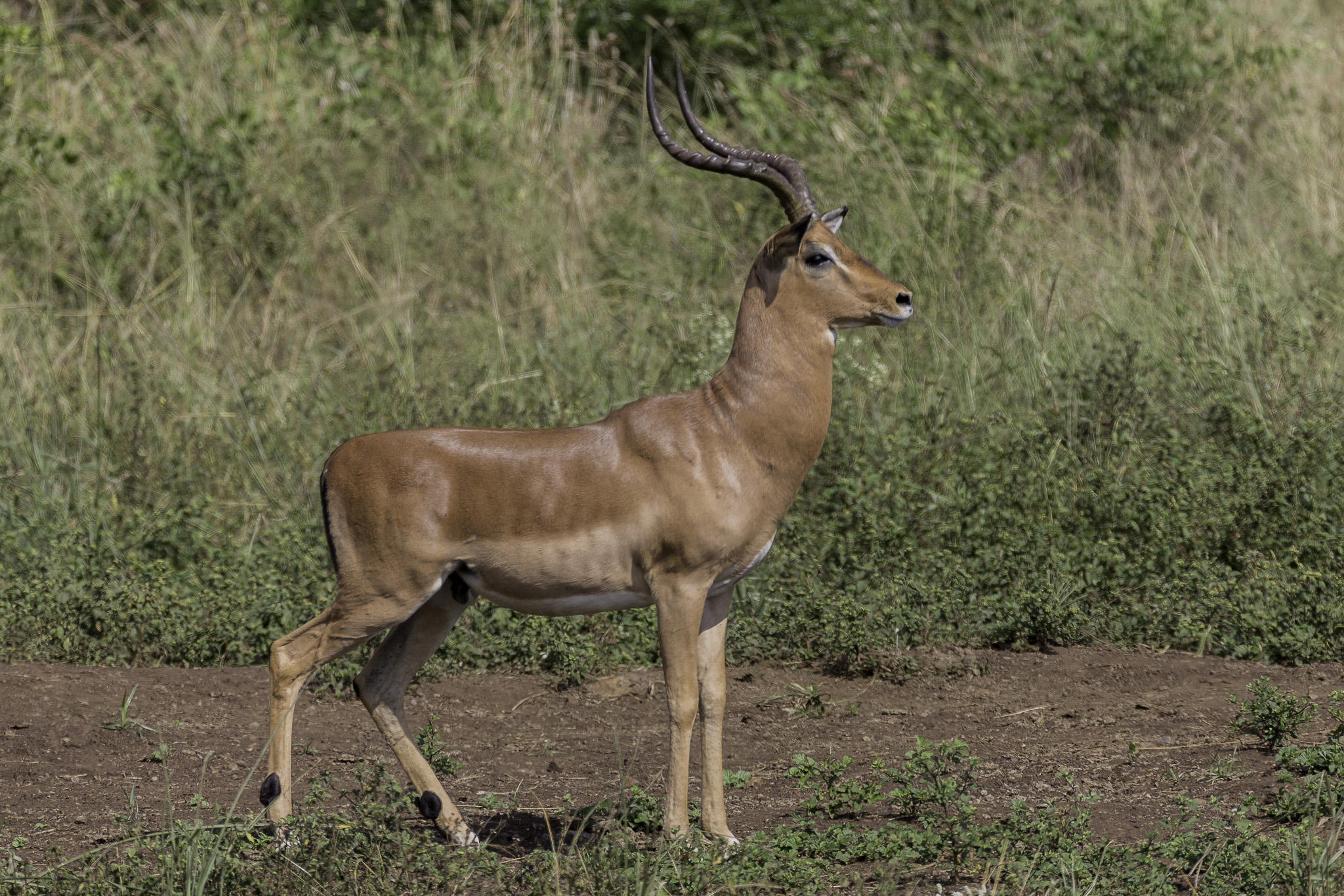 Hluhluwe-C-183.jpg