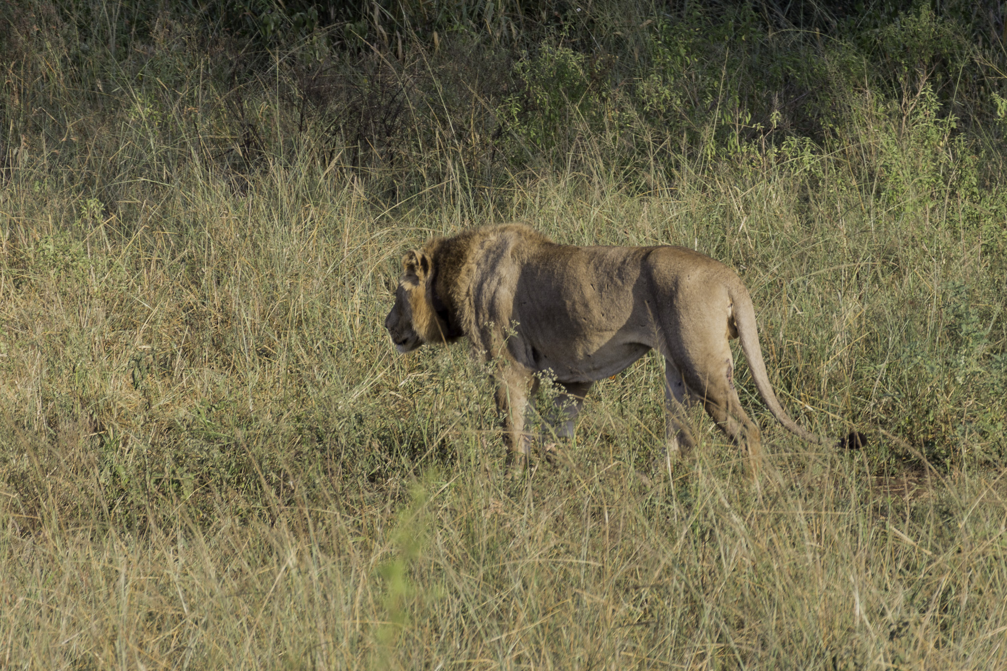 Hluhluwe-C-3.jpg