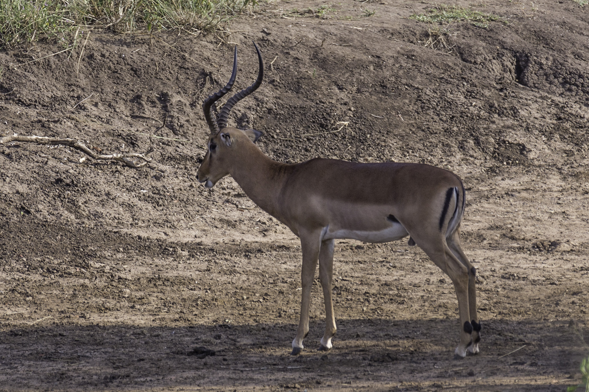 Hluhluwe-C-36.jpg