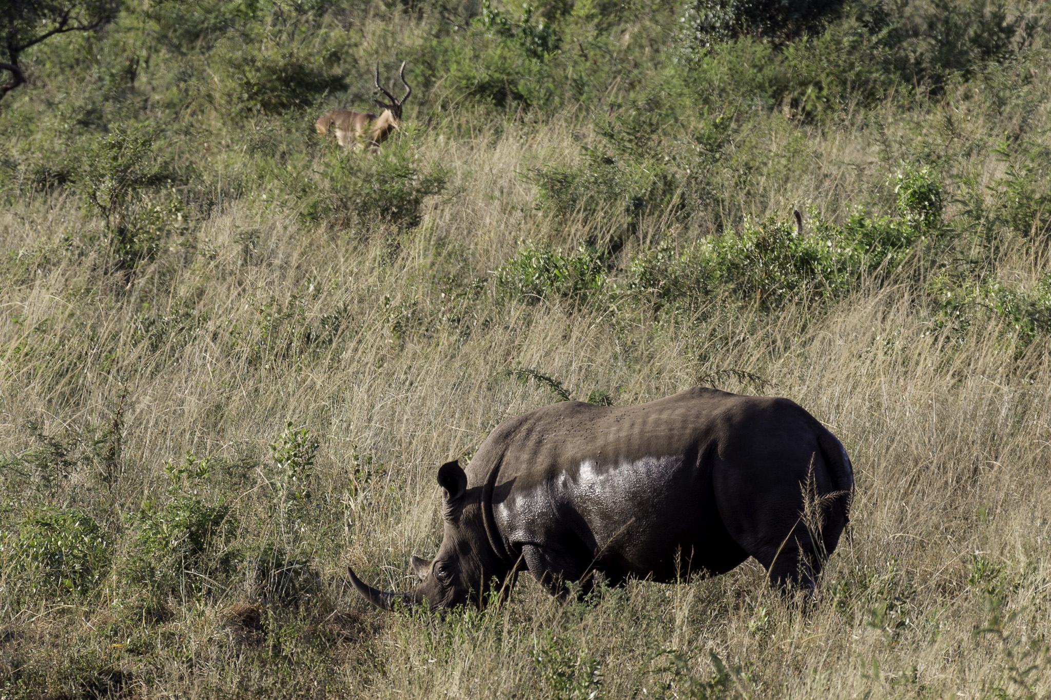 Hluhluwe-C-6.jpg