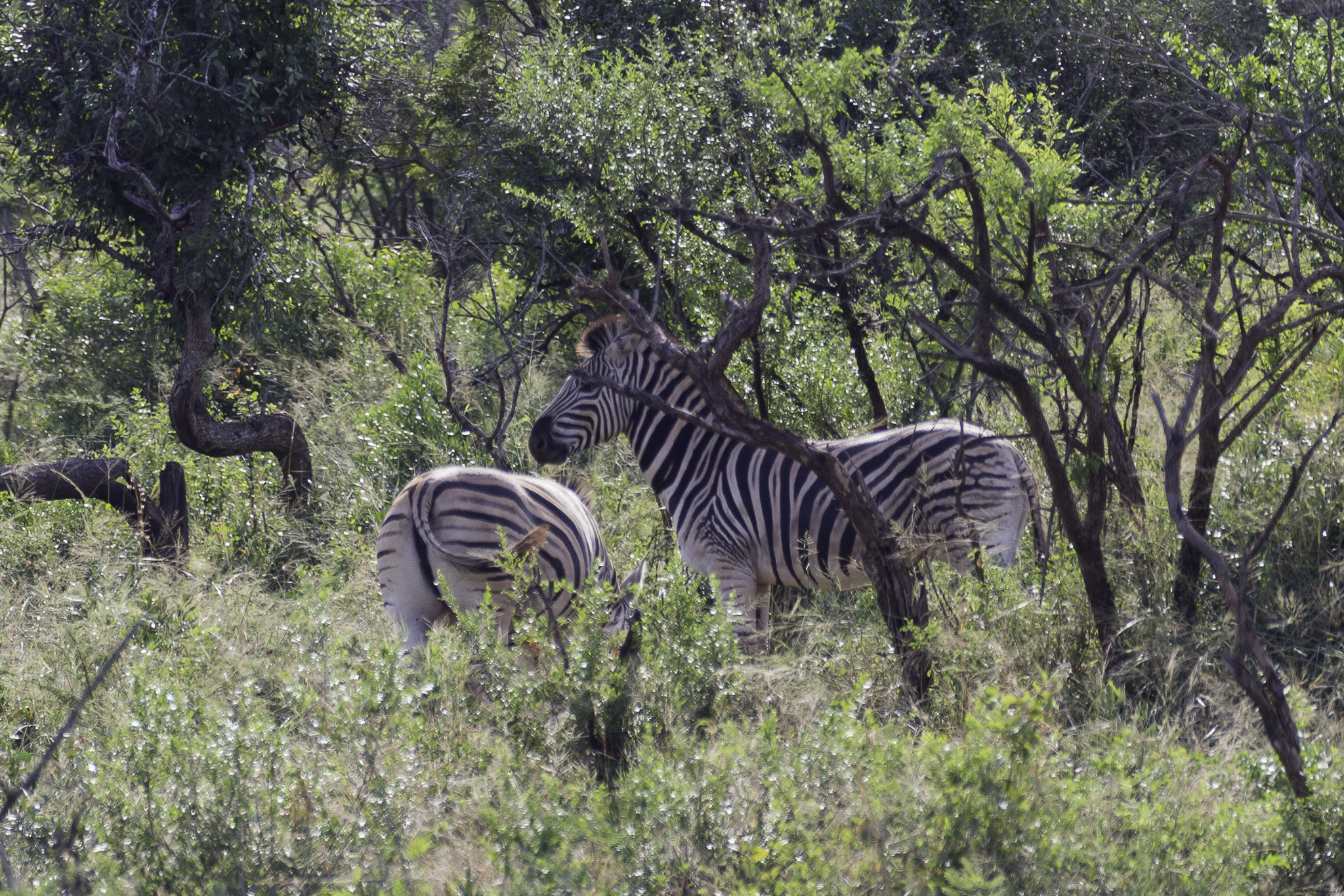 Hluhluwe-C-78.jpg