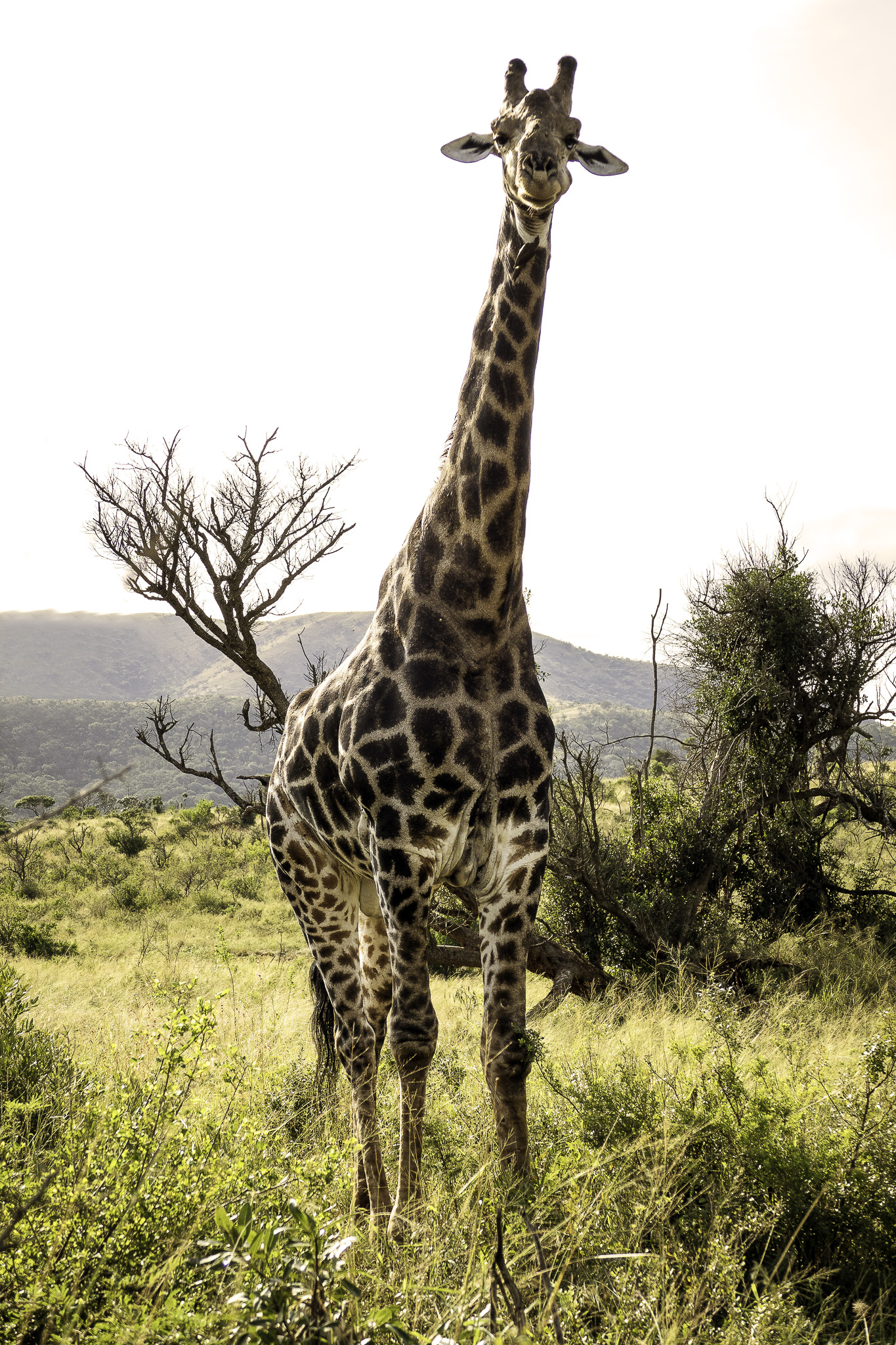 Hluhluwe-L-25-Edit.jpg